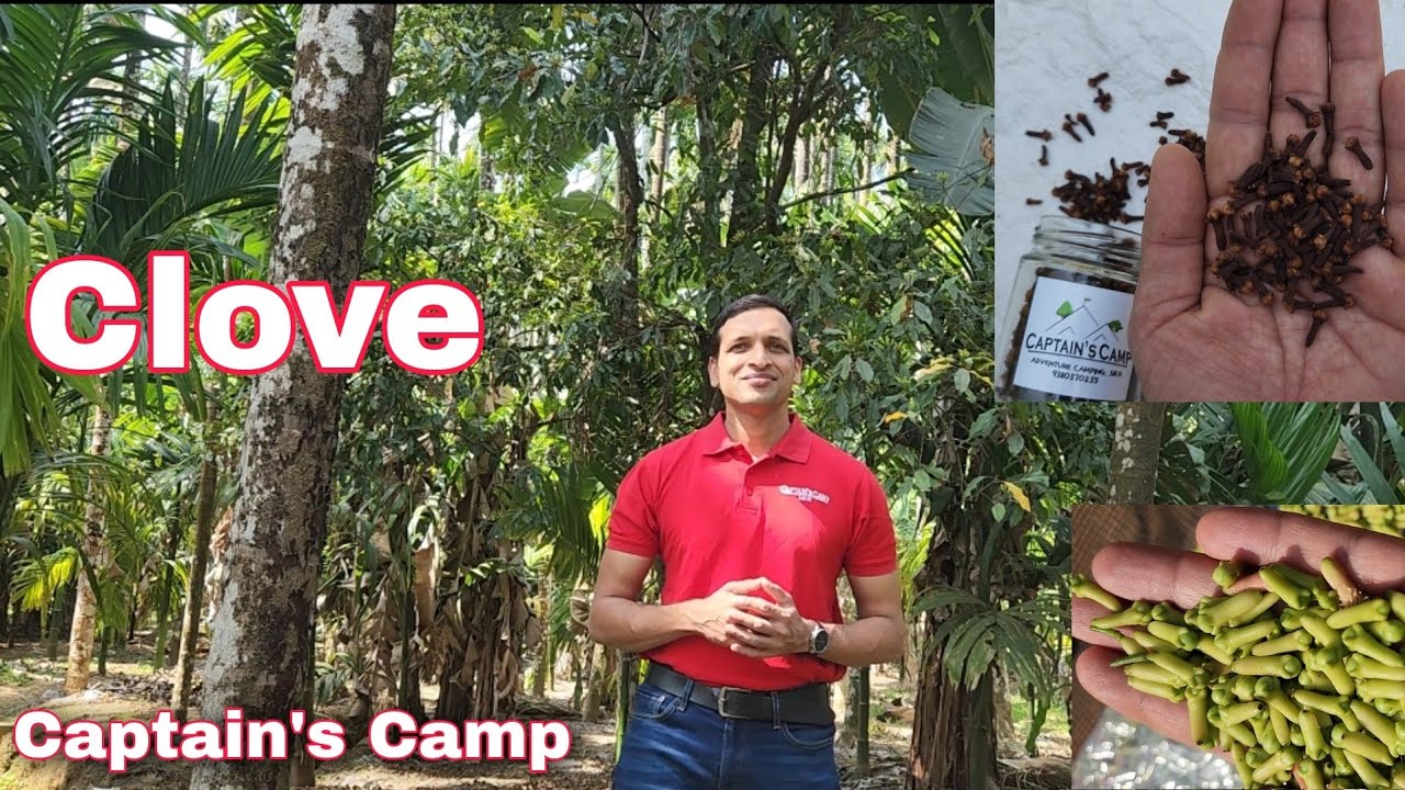 Clove Cultivation @ Captain's Camp, Sirsi