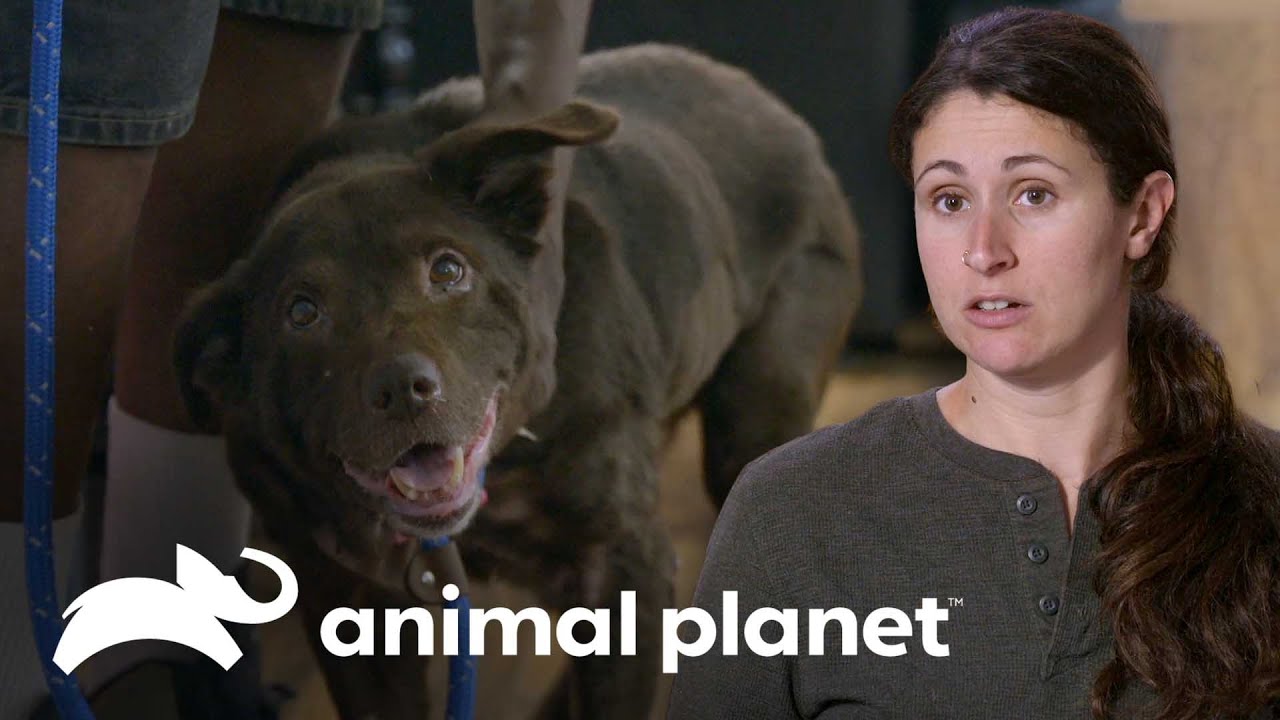 Asombrosos antes y después en perros rescatados | Pit Bulls y convictos | Animal Planet