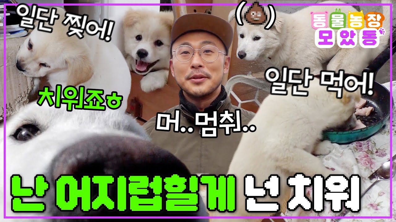 [#모았동물농장] 어지럽히는 건 내가 할게! 누가 치울래!😜 틈만 나면 사고 치는 꼬물이 친구들🐶 #TV동물농장 #AnimalFarm #SBSstory