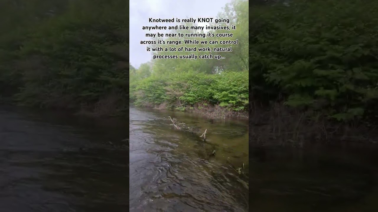 When Invasives Become Endemic: Knotweed #invasiveplant #riverrestoration #nature