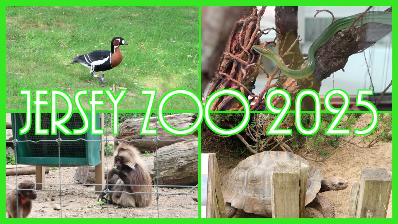 Jersey Zoo 2025