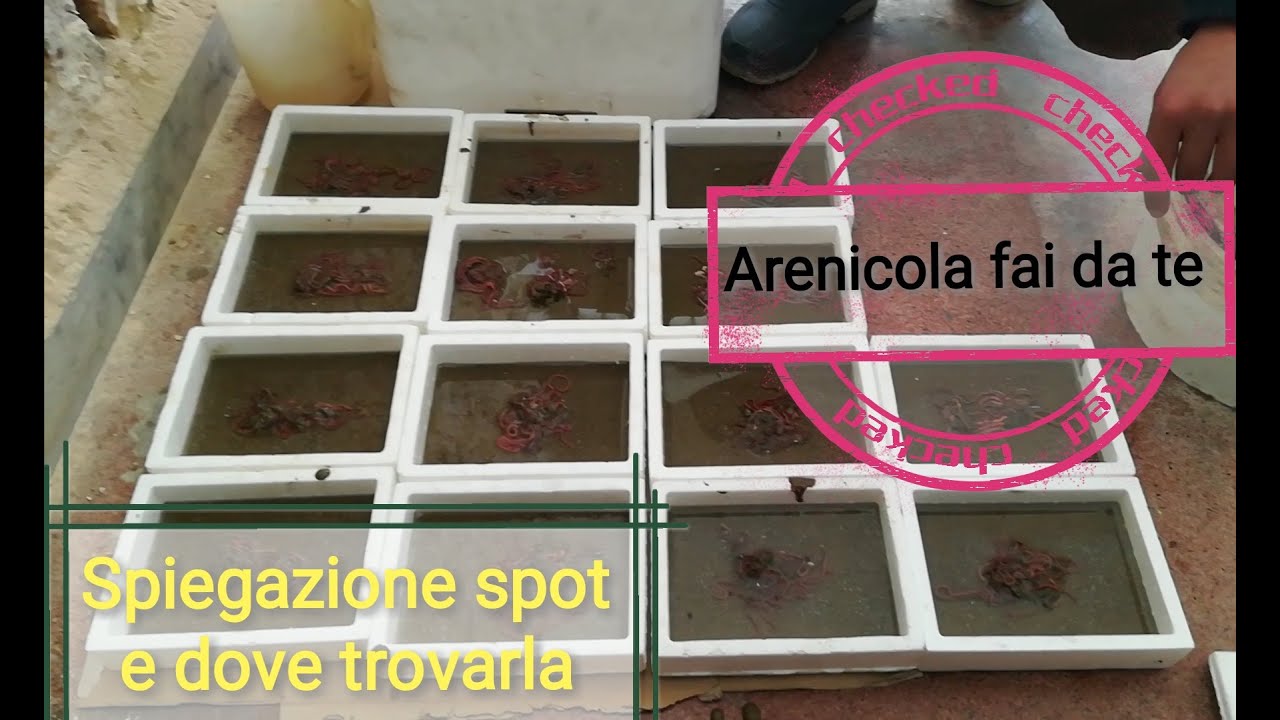 Arenicola fai da te, come trovarla,spot perfetto e metodo di conservazione