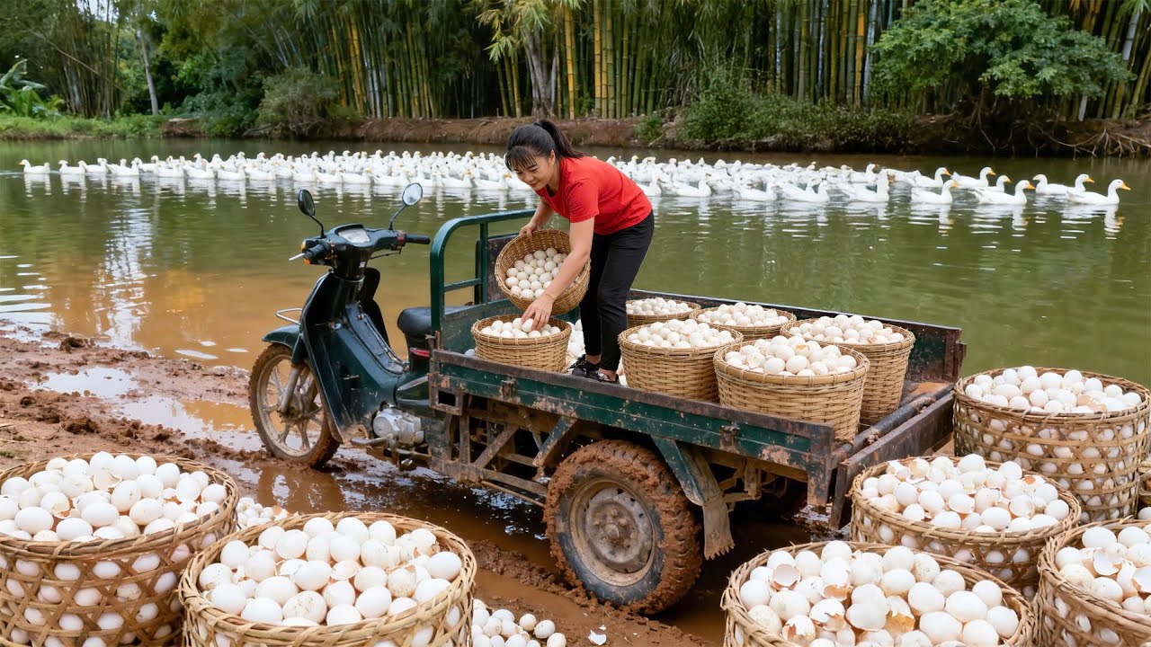 Cosecha masiva de más de 1000+ huevos de pato | Cargando el camión rumbo al mercado