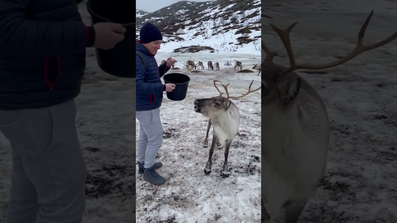 Reindeer Feeding Experience in Troms&oslash;, Norway #reindeer #troms&oslash; #tromso
