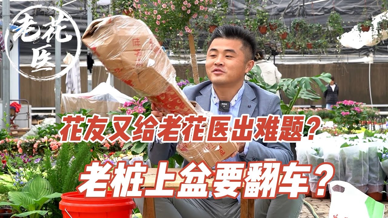 【寄养三角梅】花友又给老花医出难题？老桩上盆要翻车？三角梅老桩寄养实录 Rescue an old pile Bougainvillea.