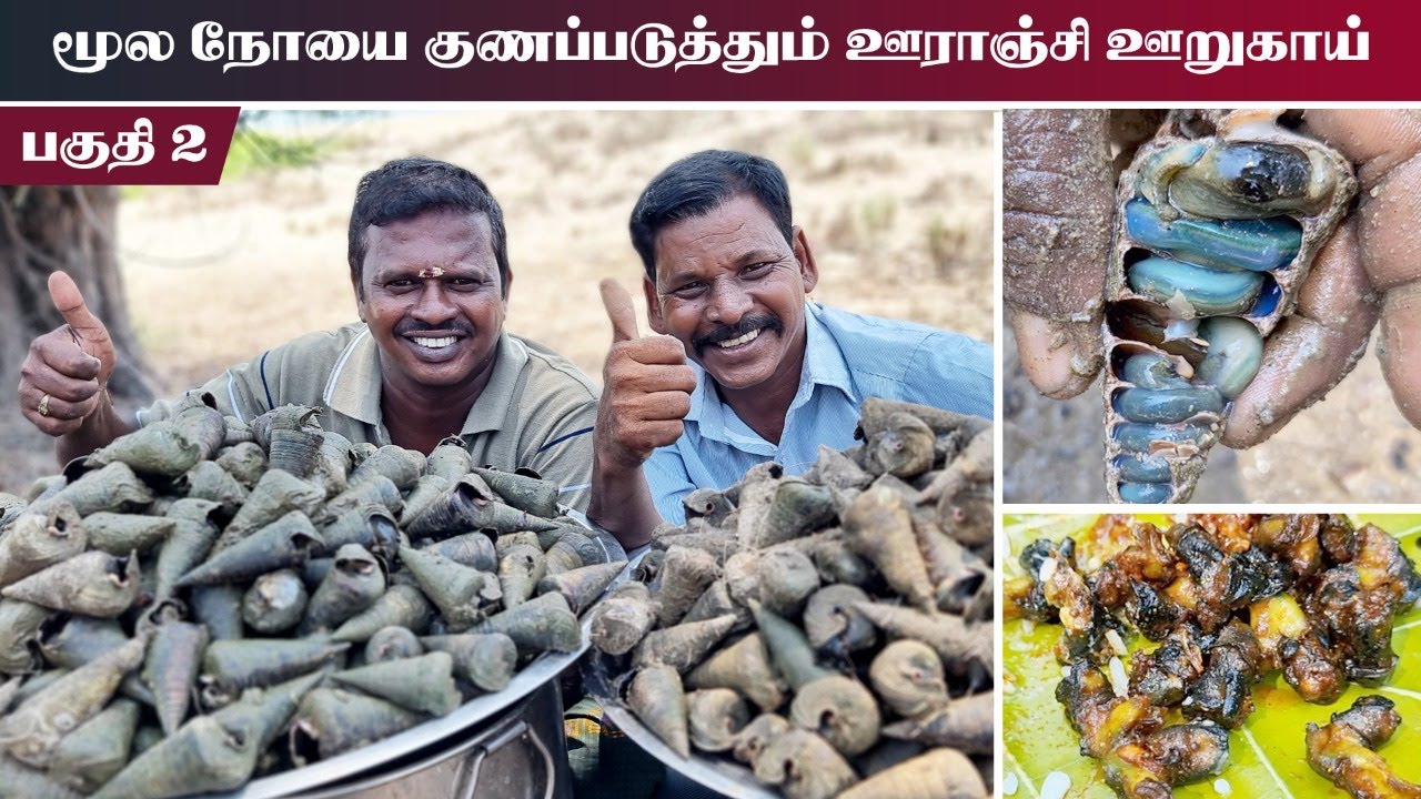 மூலநோயை குணப்படுத்தும் ஊராஞ்சி ஊறுகாய் | River Snail Hunting and cooking| ஊராஞ்சி நத்தை - பகுதி 2
