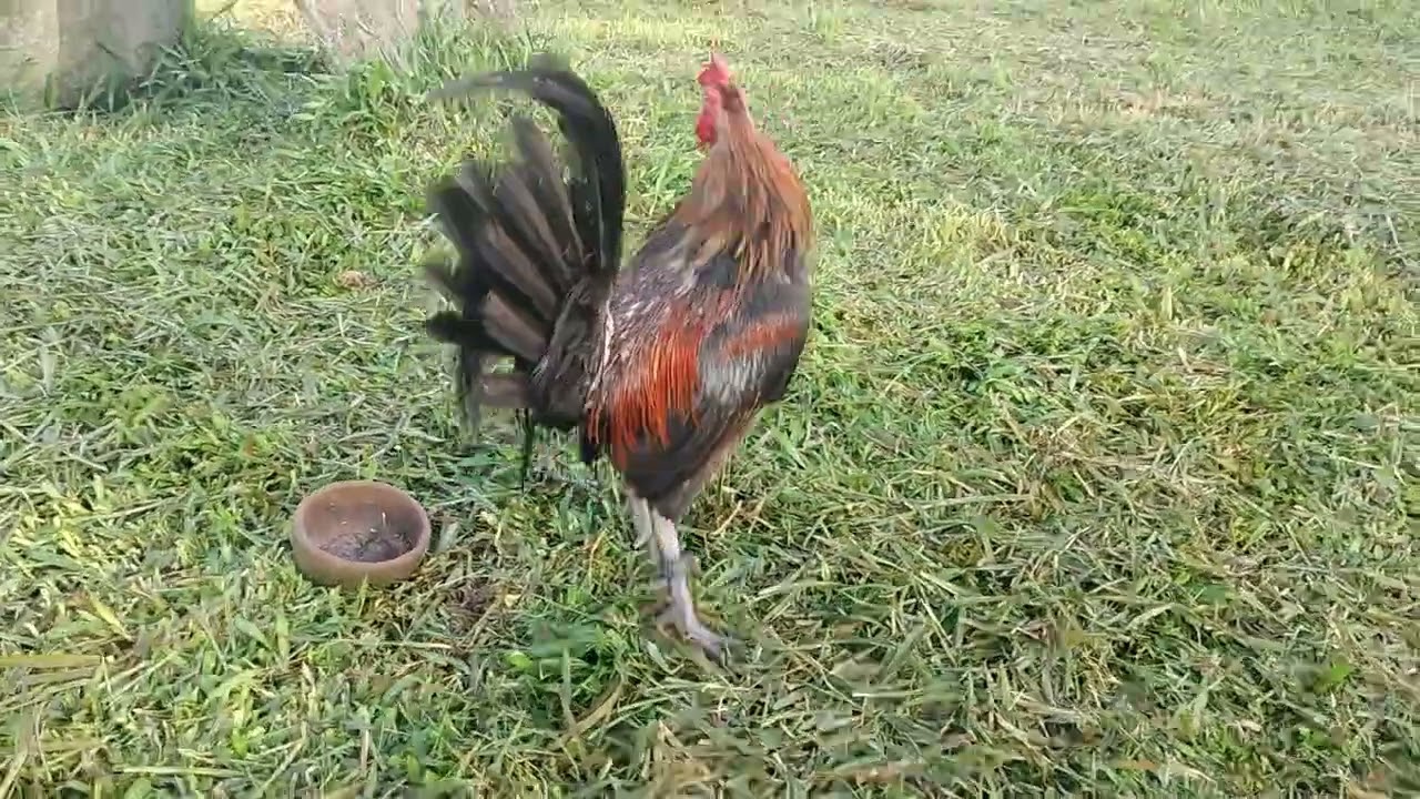 Brassback came from LDT Boston Roundhead #Inbreed Family #sabongonlinetips #breeding #breeder #ldt