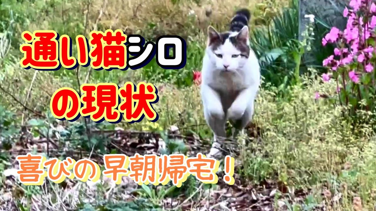【通い猫ライフ】シロの喜びの早朝帰宅：母を思い出す庭のベンチで過ごす癒しのひととき【オリジナル曲】