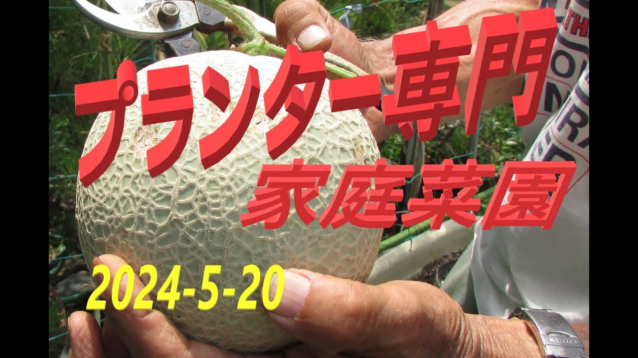 プランターでメロン栽培　菜園が狭い為、70ケ以上のプランターを使って色々の野菜・果物を栽培してます。　甘くて😋メロンを戴きたいですね.....。　「玄関を開けると家庭菜園」