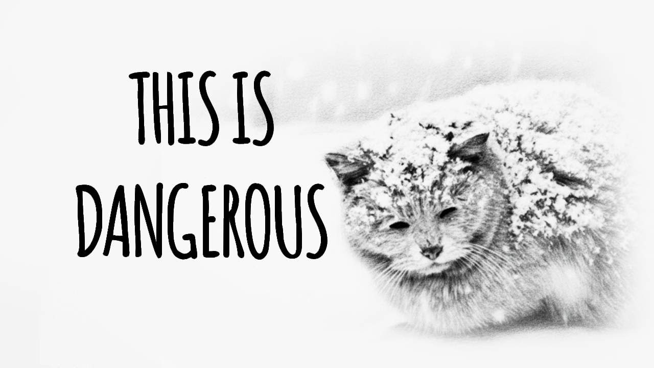 Don’t Let Your Cat Outside in the Cold — You Might Never See Them Again