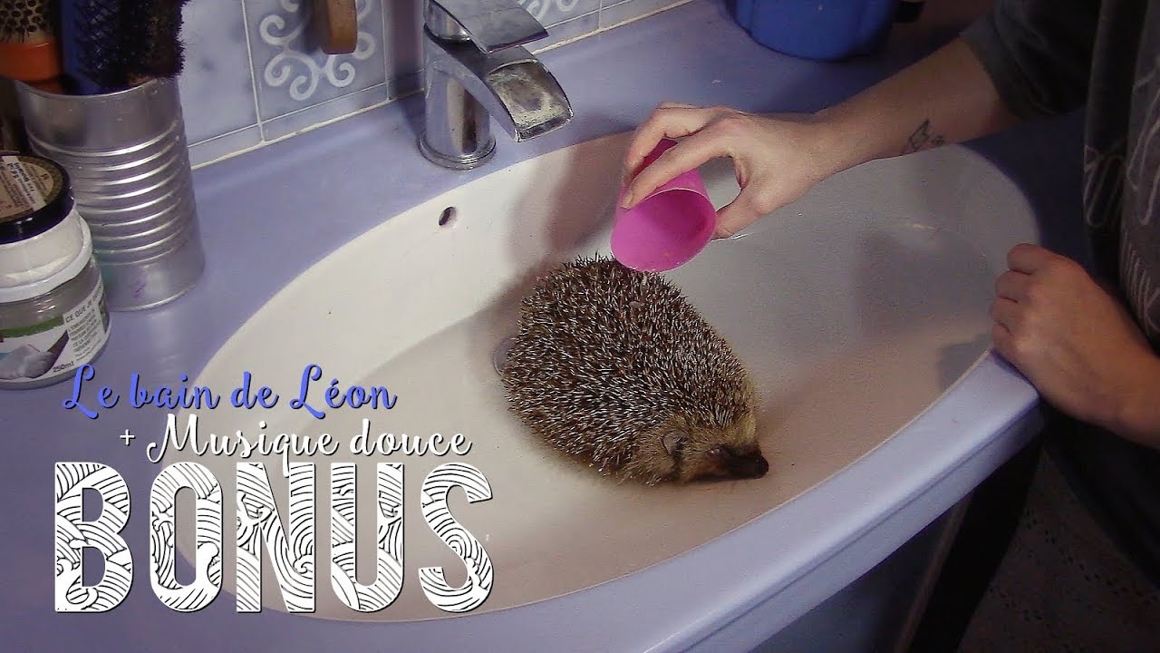 [BONUS] ~ Petit Bain pour Léon / Instant détente 🦔❤️