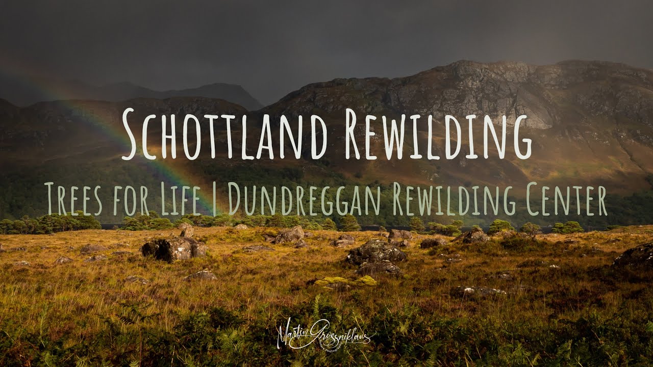 Rewilding in Schottland. Dundreggan Rewilding Centre von Trees for Life.