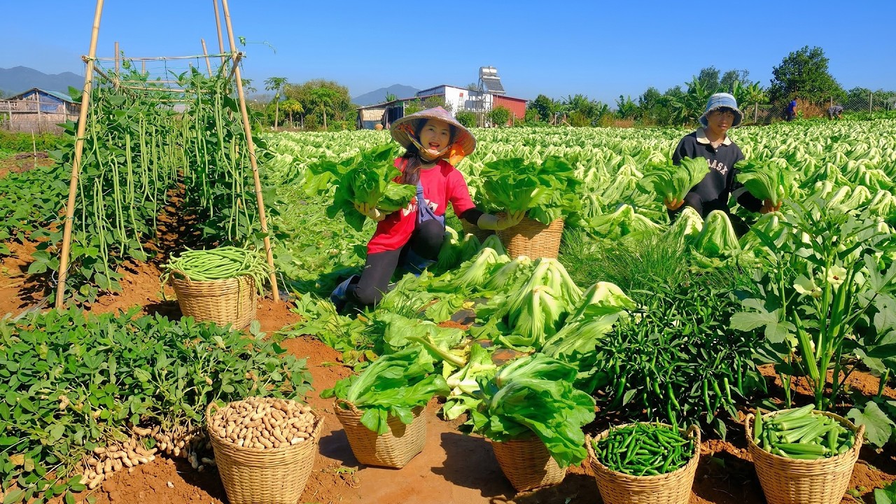 Harvest Mustard Greens To Sell At The Market And Make Pickled Mustard Greens – Cook, Garden