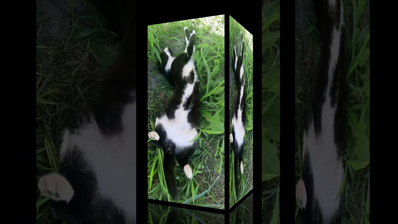 #cats