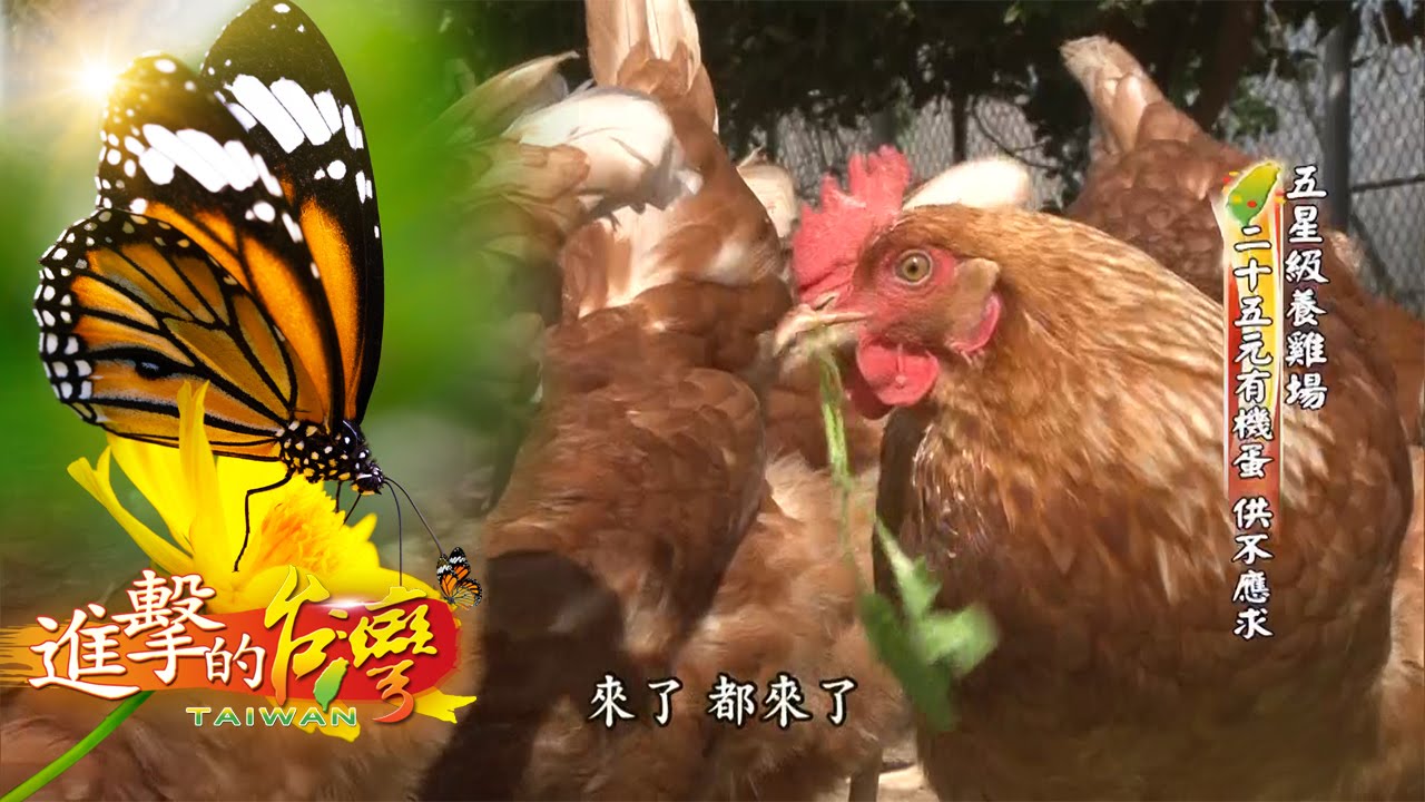 五星級養雞場 二十五元有機蛋 供不應求--第015集《進擊的台灣》