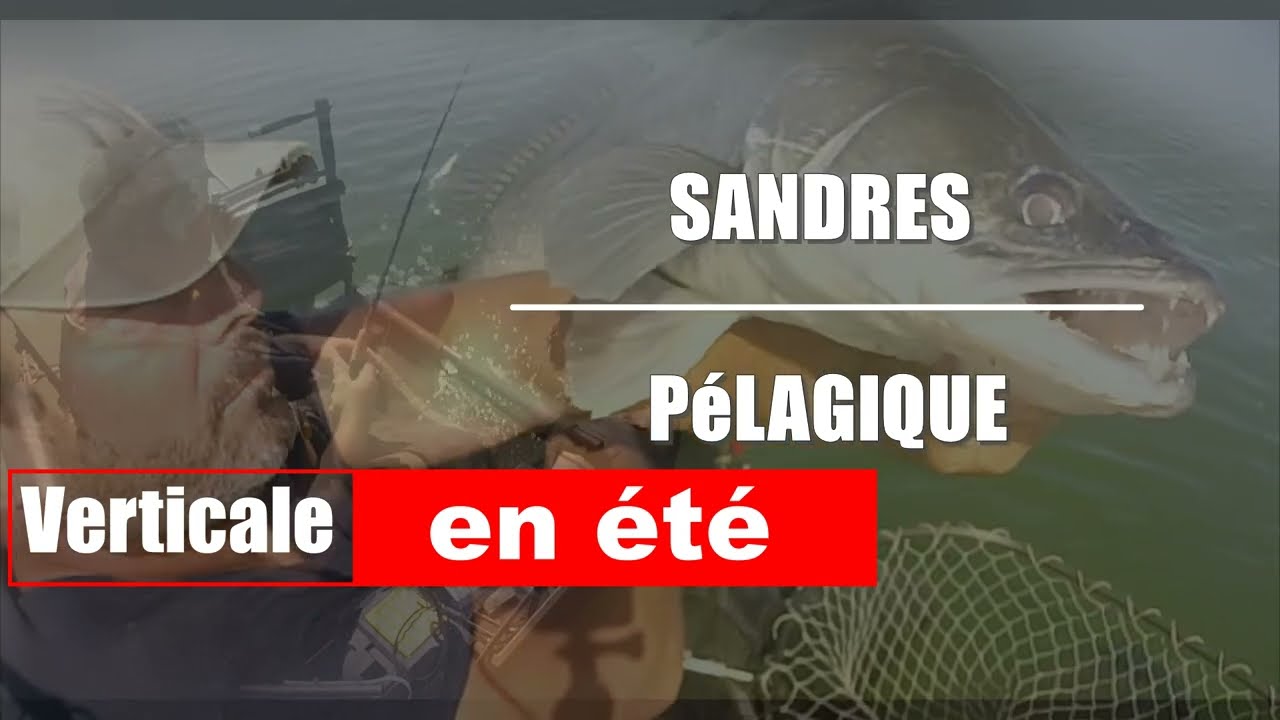 verticale en été , les sandres pélagique