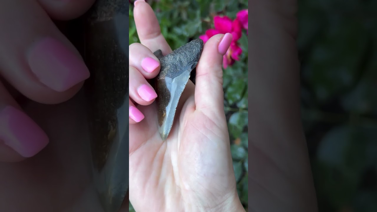 🦈Four Fun Facts about Florida Shelling Megalodon Teeth👇🏼 #Flshelling