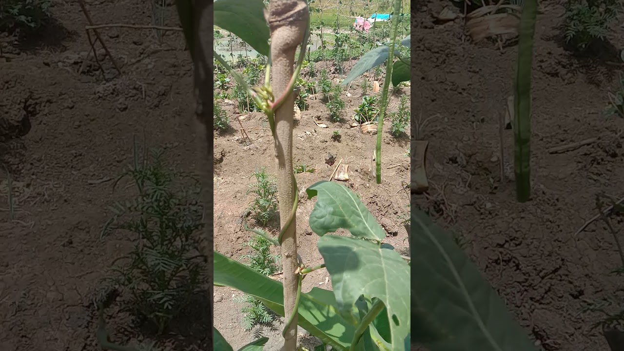 pure organic fertilizer w/humicplus