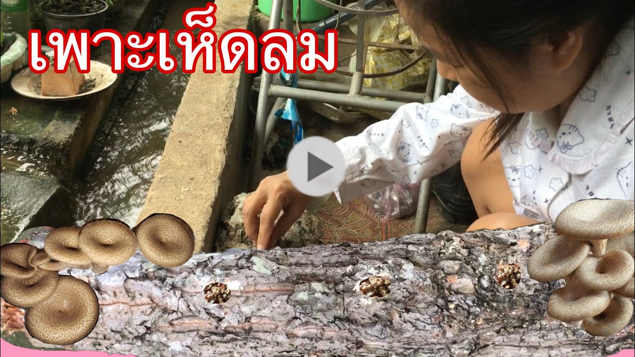 เพาะเห็ดลม(เห็ดกระด้าง)ไว้กินเอง