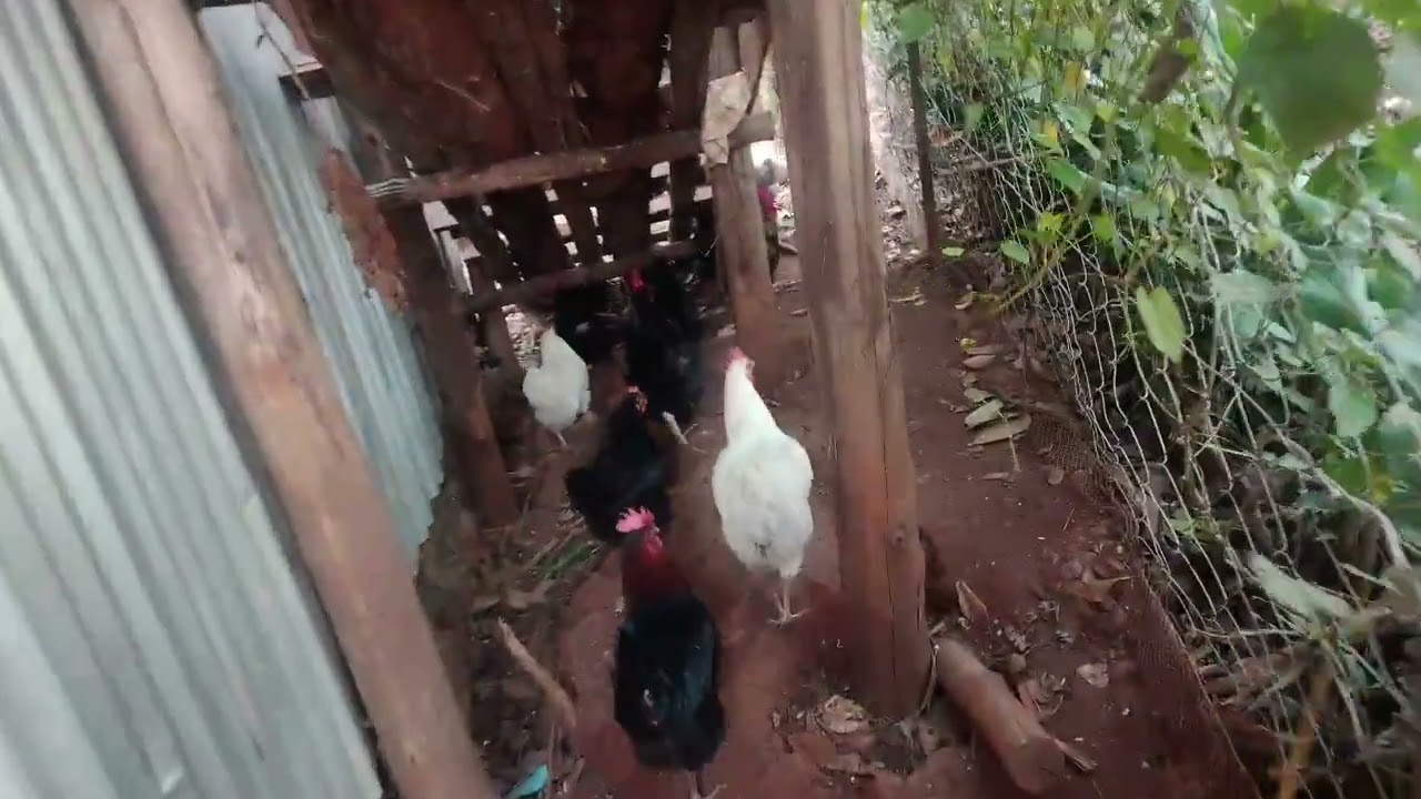 250 local chicken on FREE-RANGE at Mia farms.