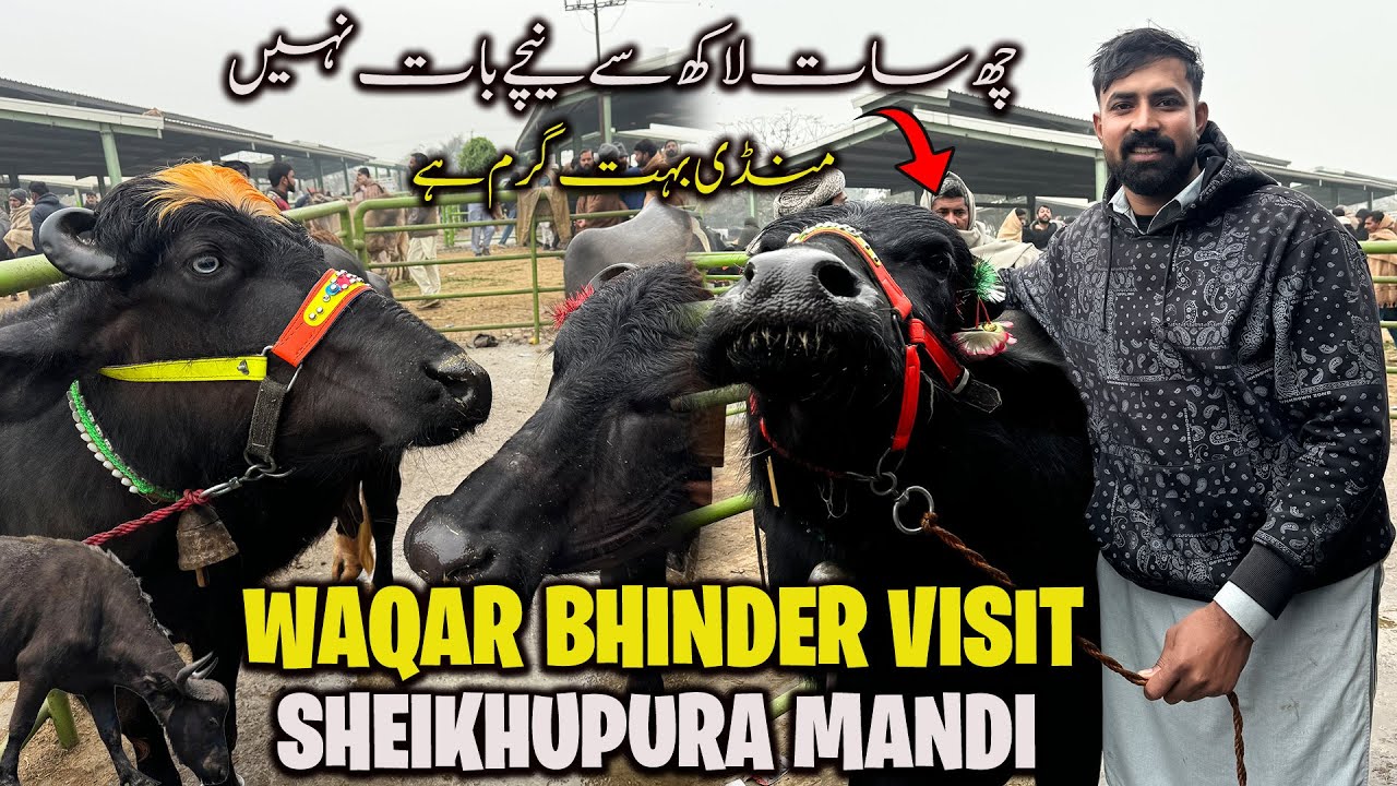Waqar Bhinder Aj Sheikhupura Mandi Gaya | منڈی بہت گرم ہے 😢