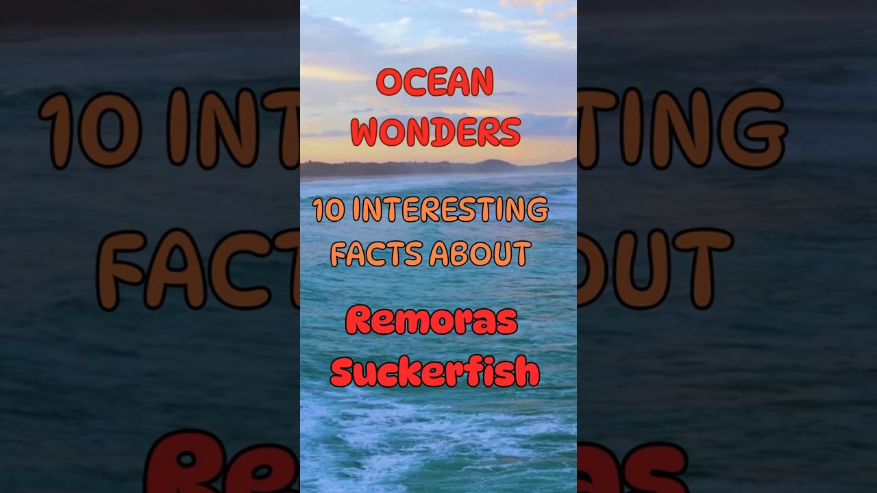 10 Crazy Facts About Remora Suckerfish You Never Knew! 