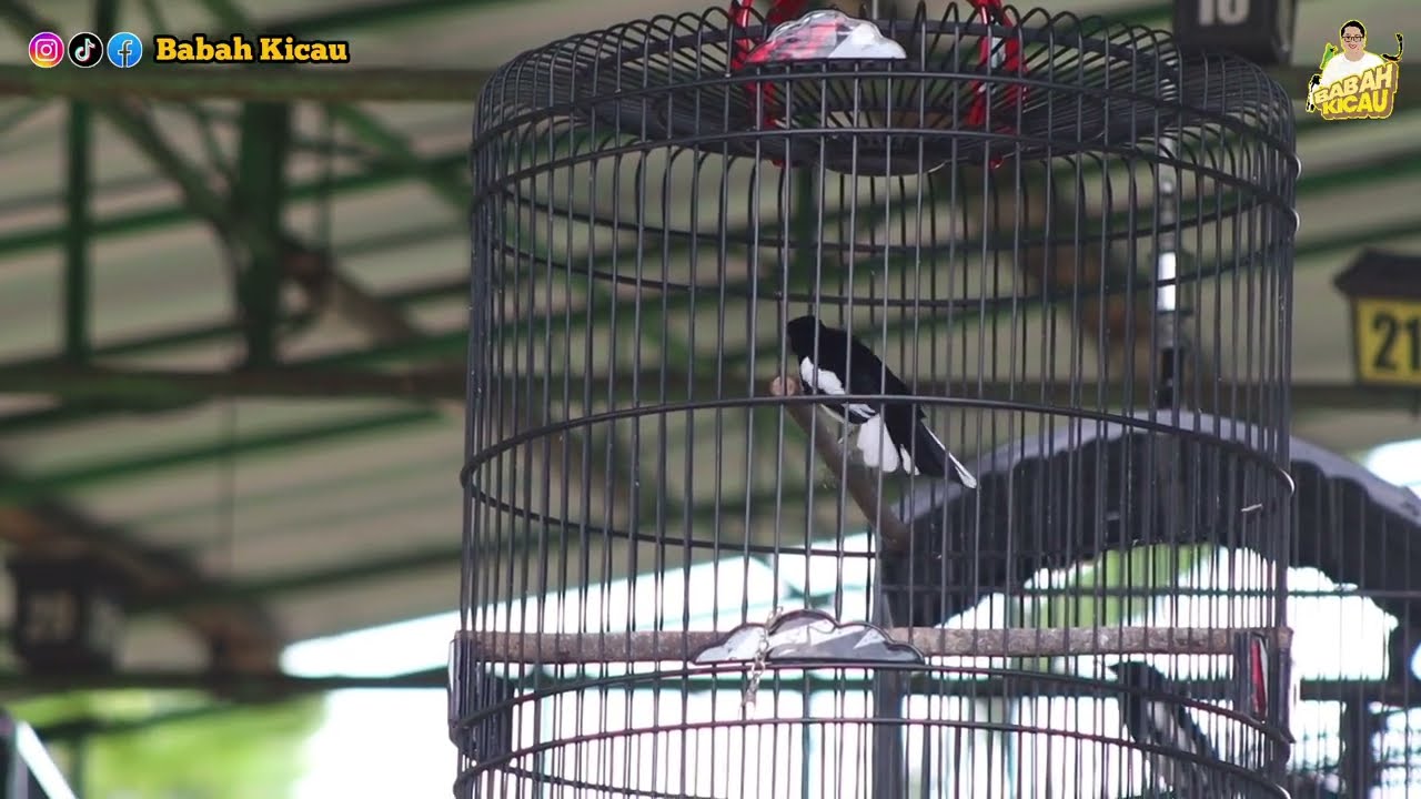 Owner Kecewa || Full Buka Ekor Palah Turun || Kacer Poci