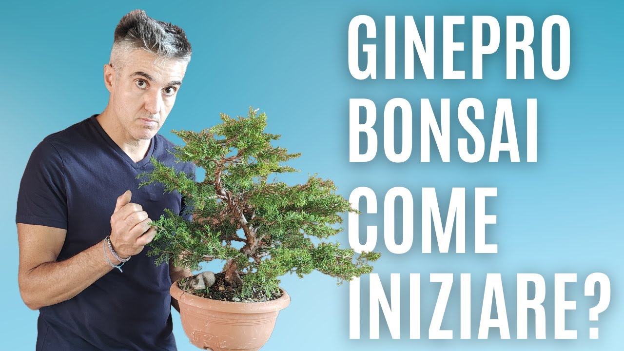 COME IMPOSTARE un GINEPRO ITOIGAWA, primo step dopo libera crescita