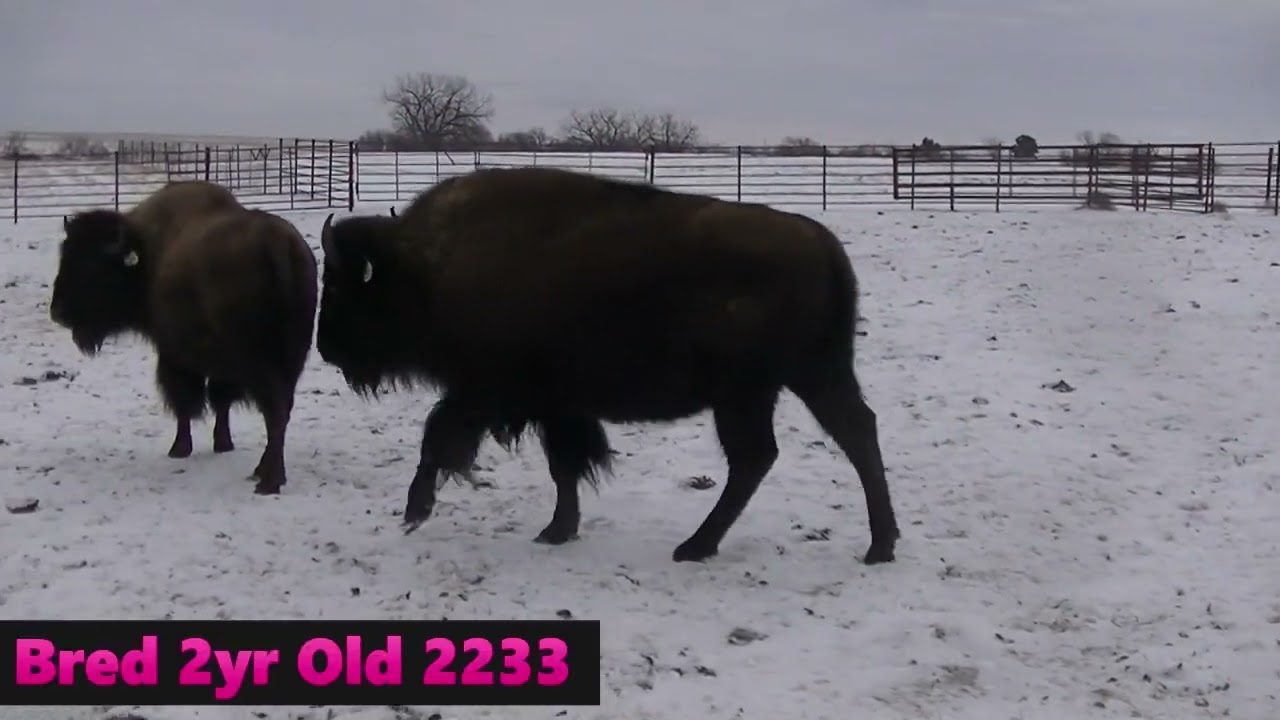 2yr Old Bred Heifers