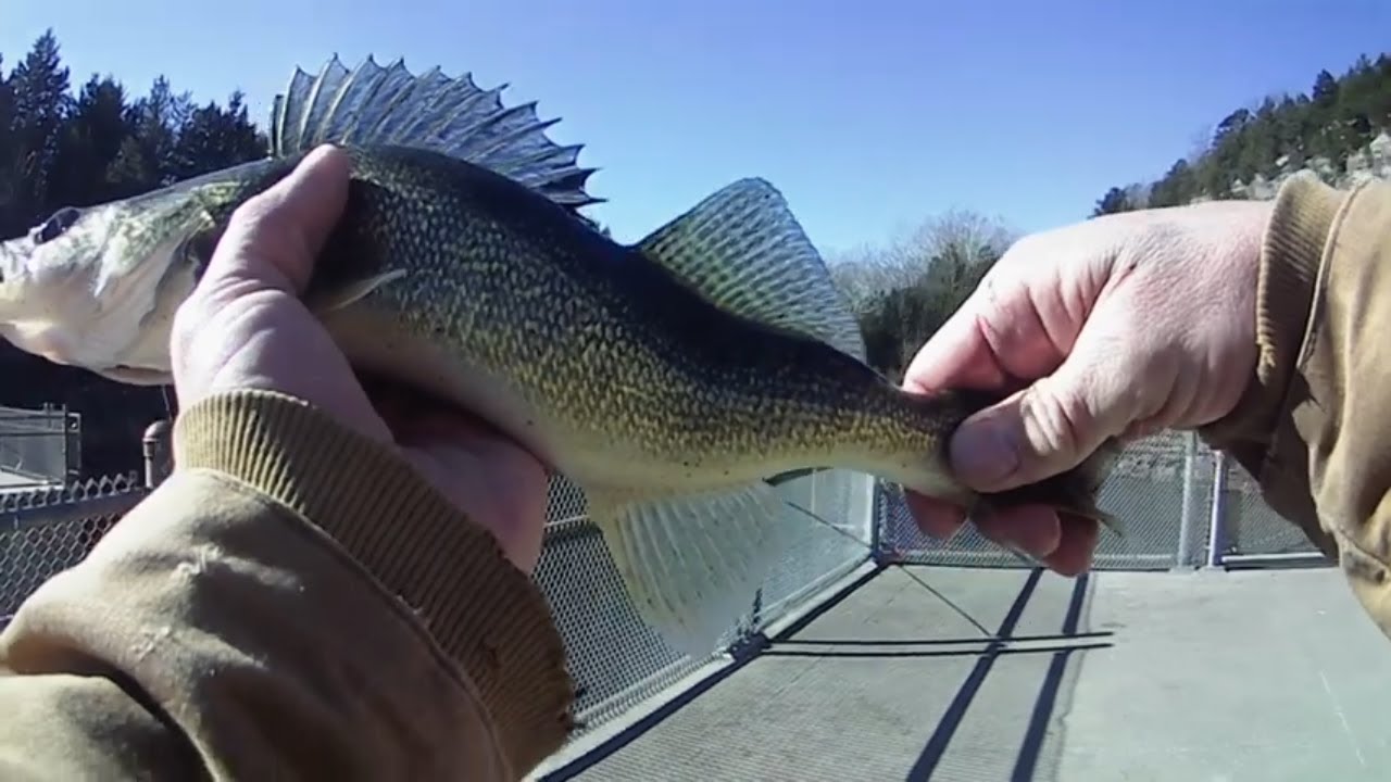 pomme de terre walleye and bass fishing