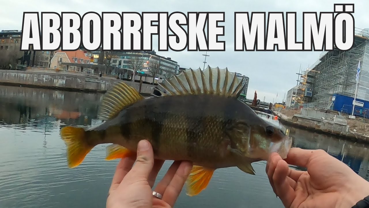 Första abborren på hover rig! Ny teknik i vårkvällen (Malmö kanal)