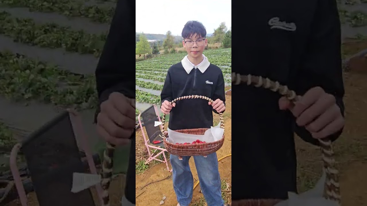 Vườn dâu tây ở Măng Đen 