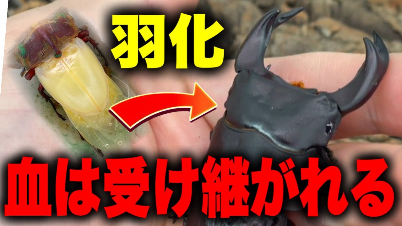ヤバいクワガタが羽化した！血統は重要だね【クワガタ】