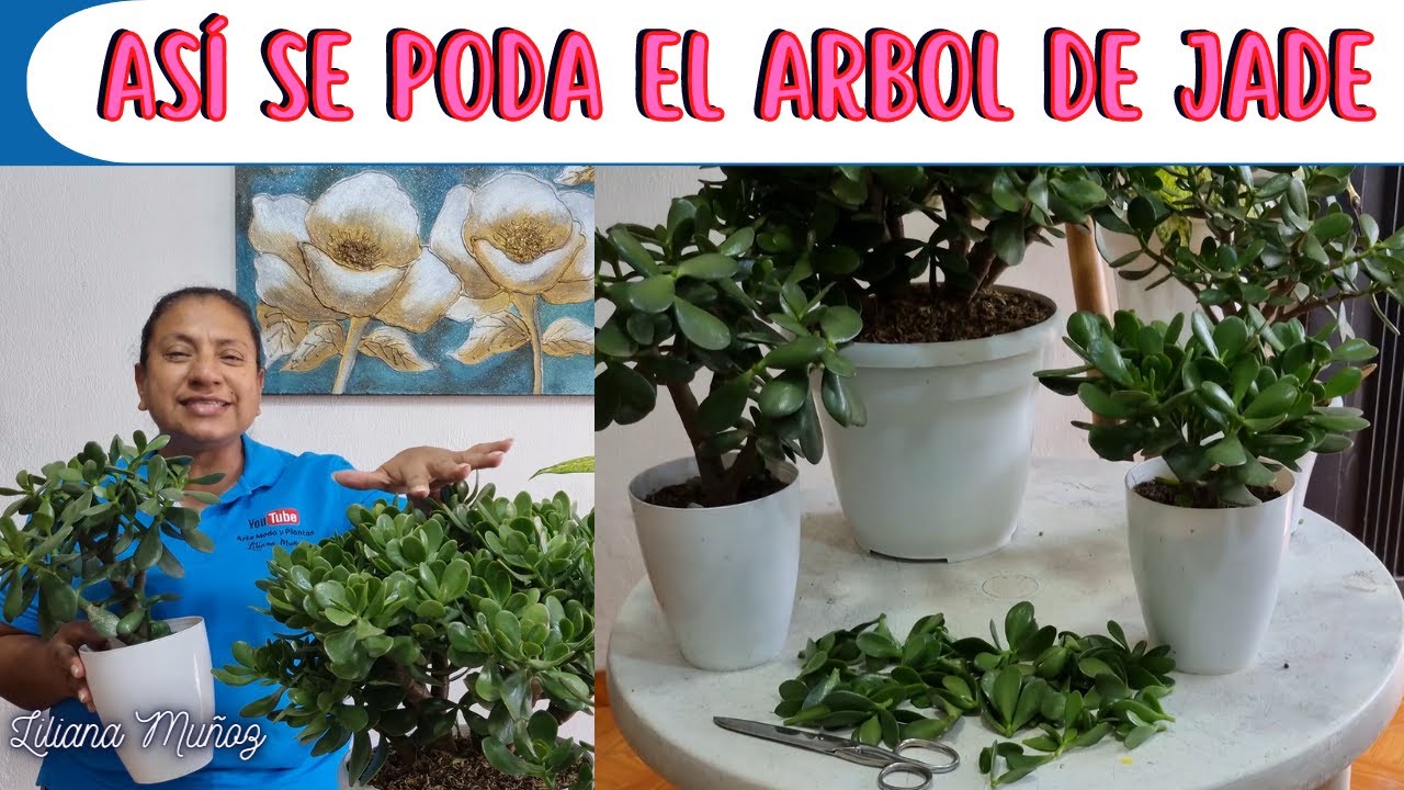 ASÍ SE PODA EL ARBOL DE JADE para tener el tronco grueso y abundante follaje/Liliana Muñoz