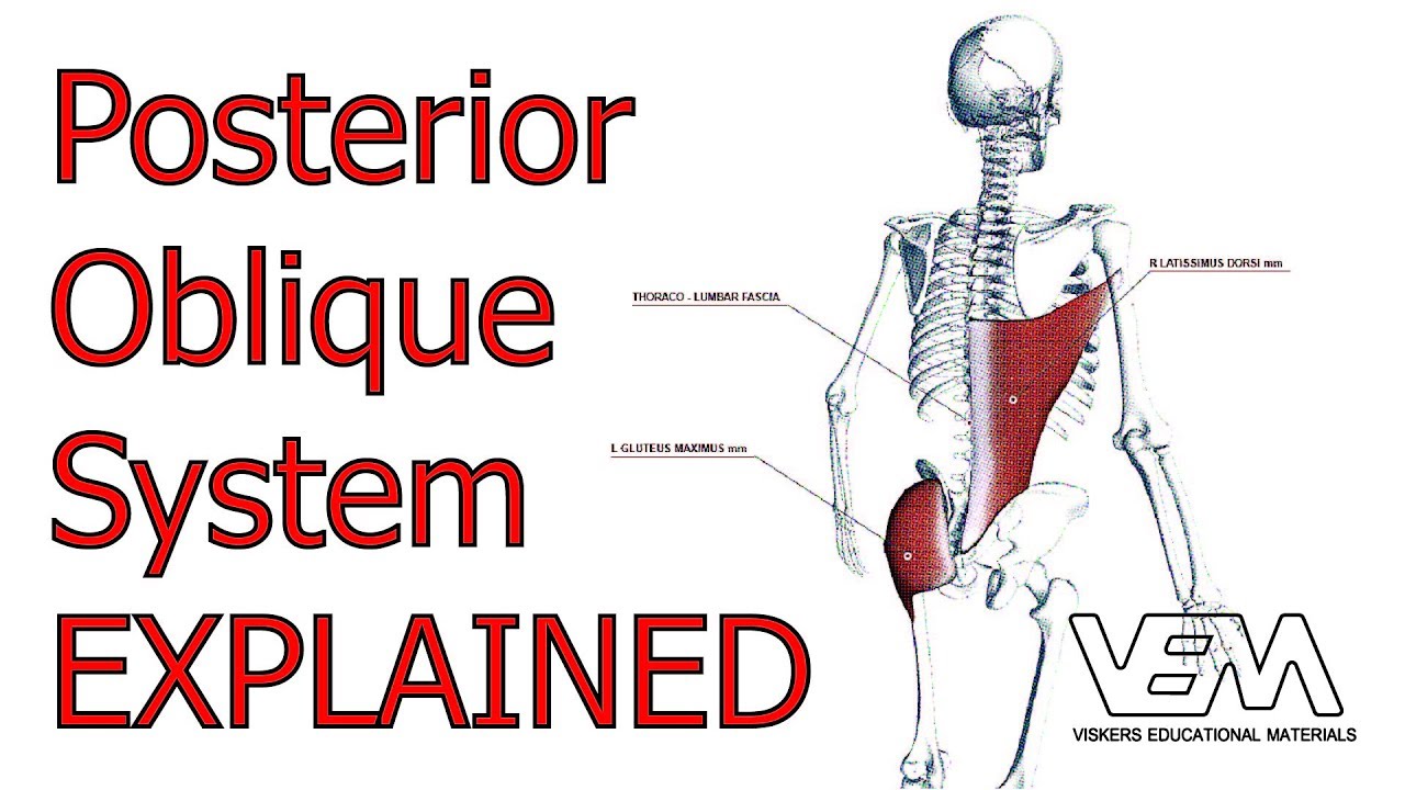 Posterior Oblique System