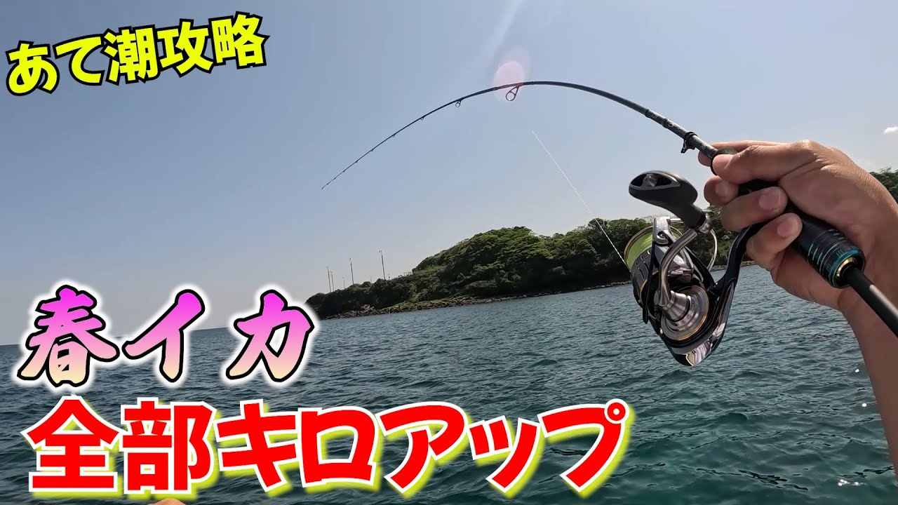 全部キロアップ⁉春イカエギング！あて潮を攻略して究極のエギングロッドをブチ曲げ連発　#エギング #春イカ #キロアップ