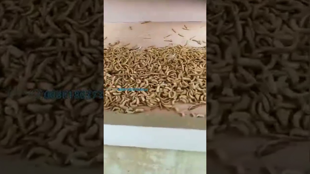 mealworm separating machine worm separator Tenebrio molitor separating sorting machine