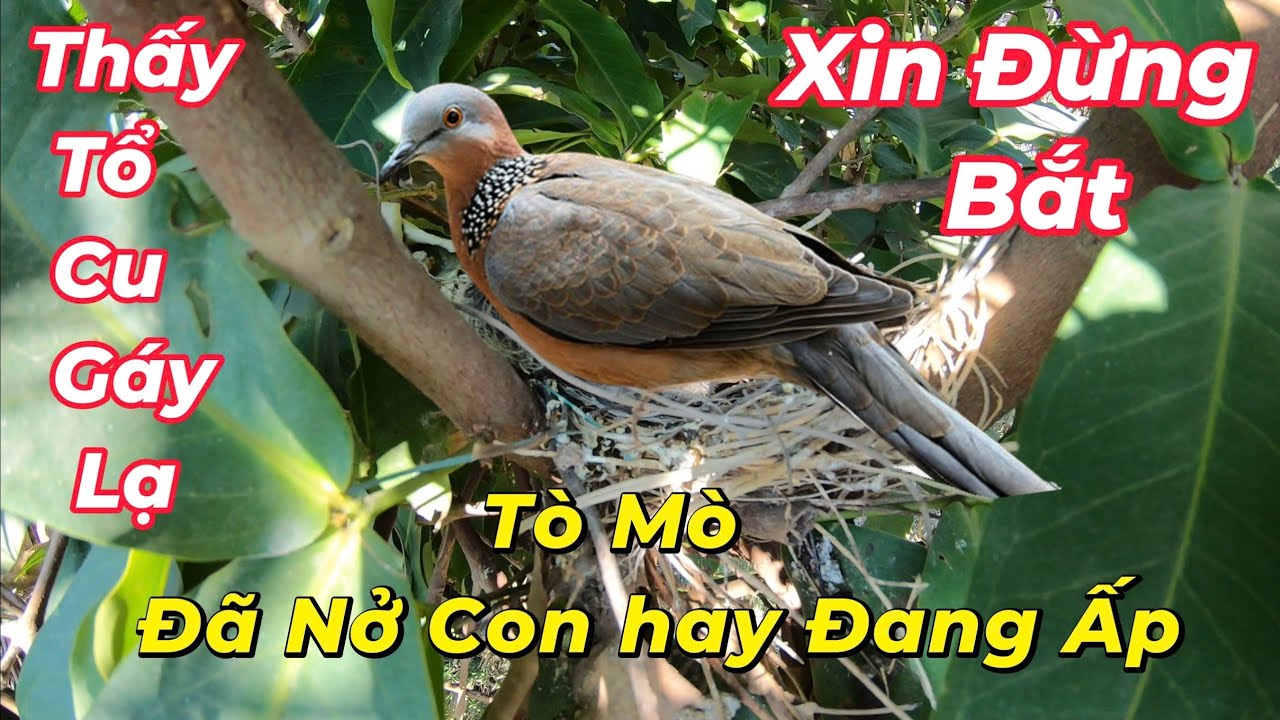 Quang T&uacute; | Ph&aacute;t Hiện tổ chim Cu G&aacute;y v&ocirc; c&ugrave;ng Đặc Biệt | T&ograve; m&ograve; xem v&agrave; c&aacute;i Kết #chimcugay #cugay #chim