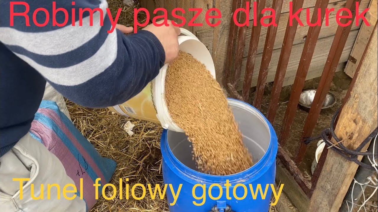 Pasza dla kur własnej produkcji / tunel foliowy / będziemy uprawiać dynię halloween