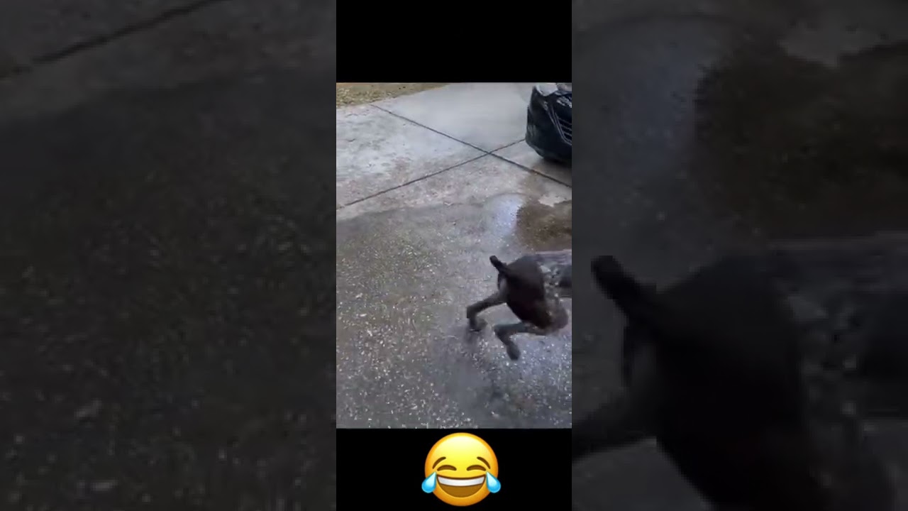 A dog hits its head hard on a garage door