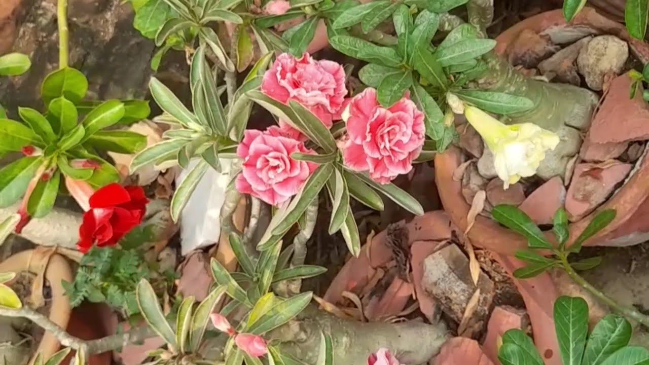 अडेनियम में सालों इंतजार के बाद सपना पूरा हुआ #adeniumcare #adenium /#maacreativekitchengarden 