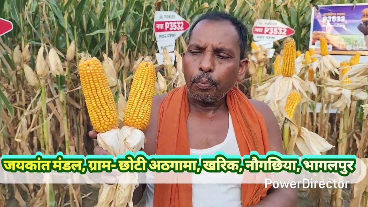 P3532Jyada paidavaar dene wala || Pioneer sankar makka P3532