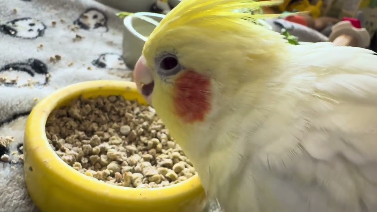 オカメインコのチョコボのモーニングルーティン 2026.3.17