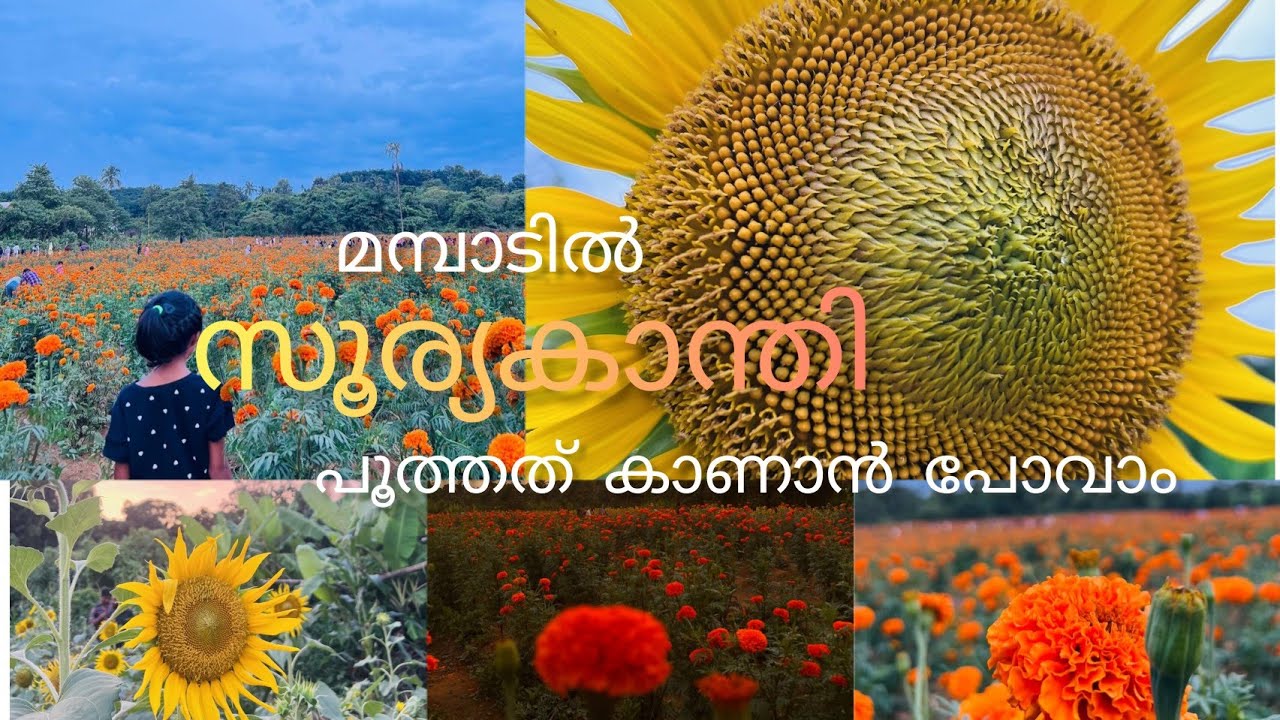 Mampad sooryakanthi paadam| sunflower and marigolds fields mampad..