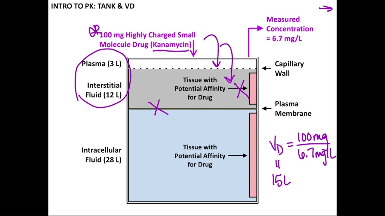 Clinical Pharmacokinetics III: Distribution & VD