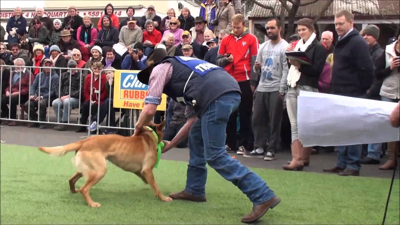Casterton Kelpie 50m Race June 8, 2013