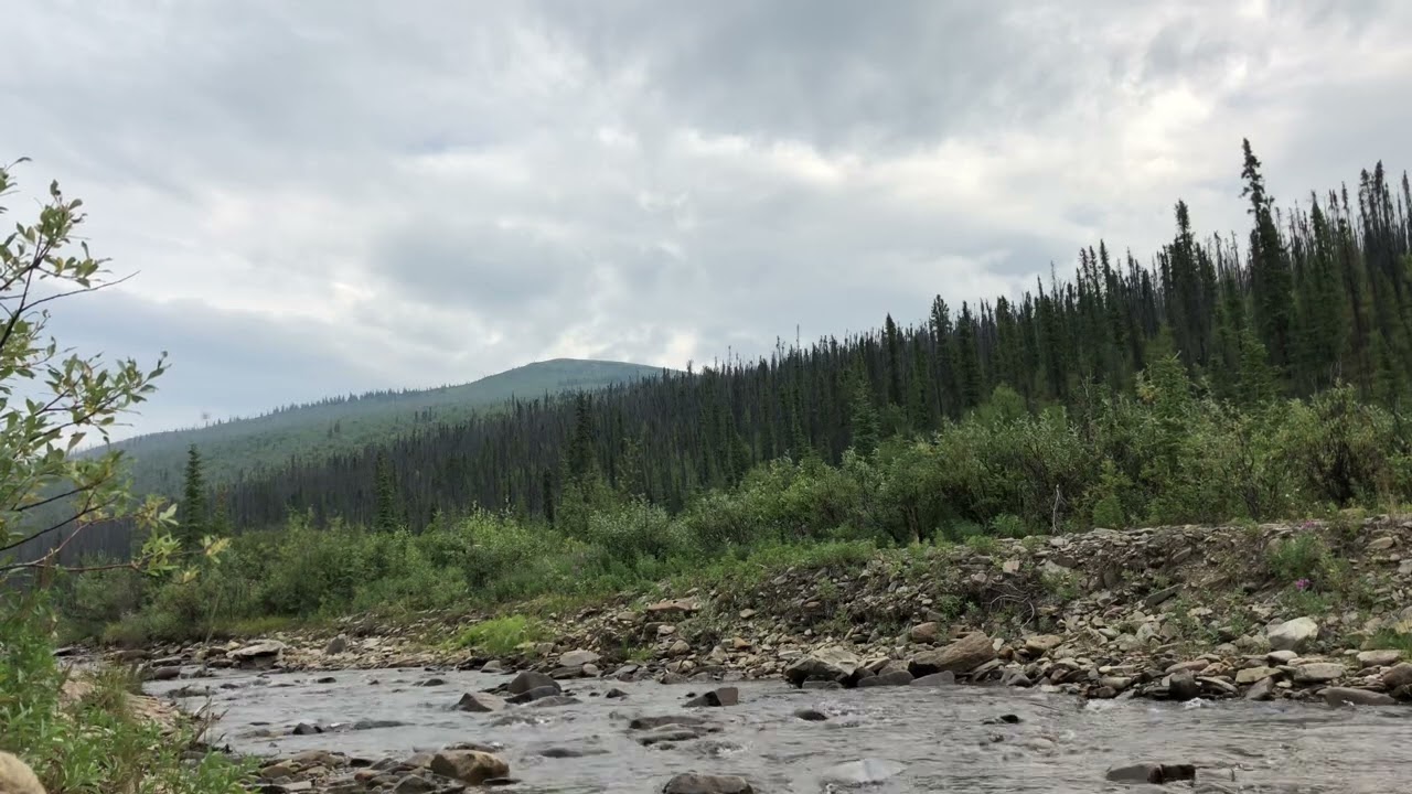 A Minute By A Stream In Wild Alaska: Will We See A Grizzly Or Any Other Wildlife? Stay Tuned To See!