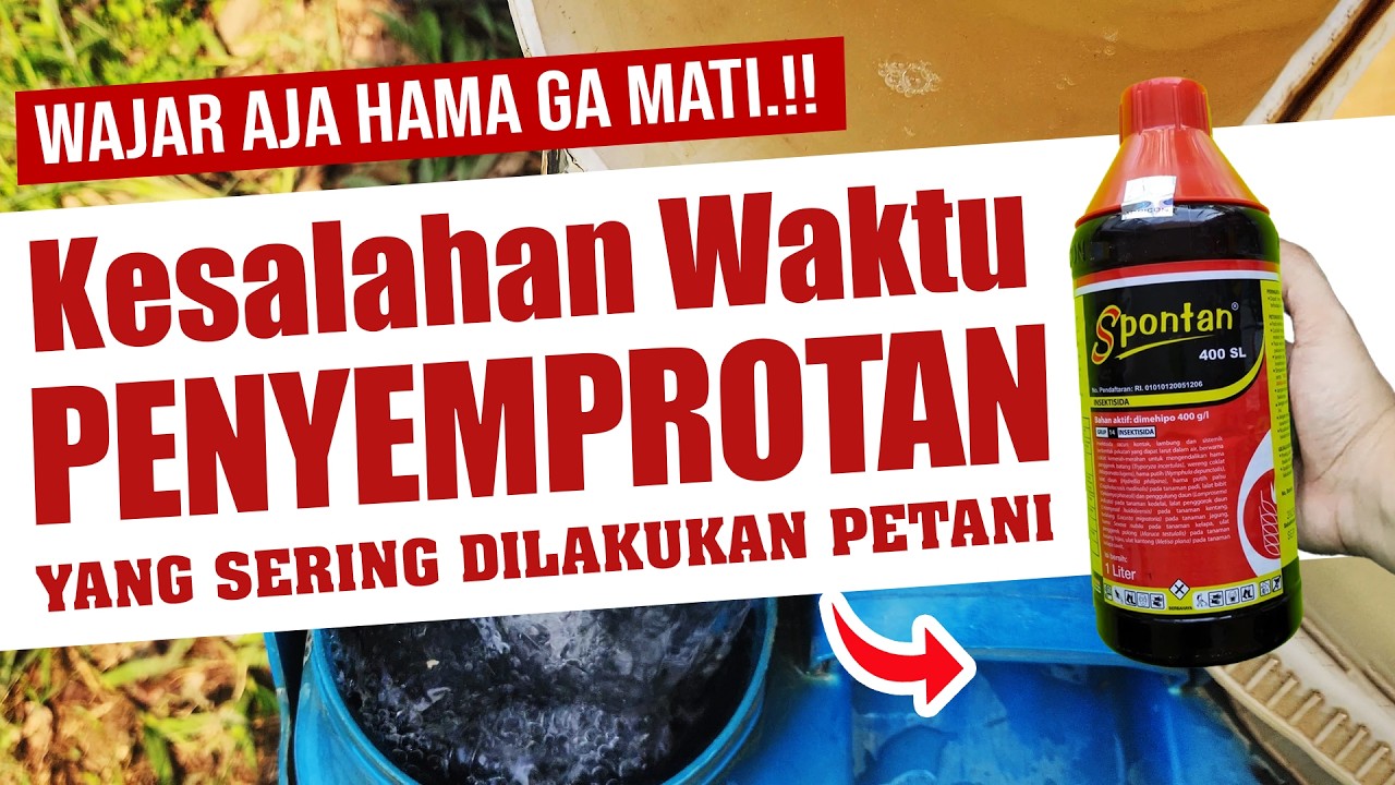 WAJAR AJA GA MATI.❗❗❗ KESALAHAN WAKTU PENYEMPROTAN YANG SERING DILAKUKAN PETANI | Insektisida