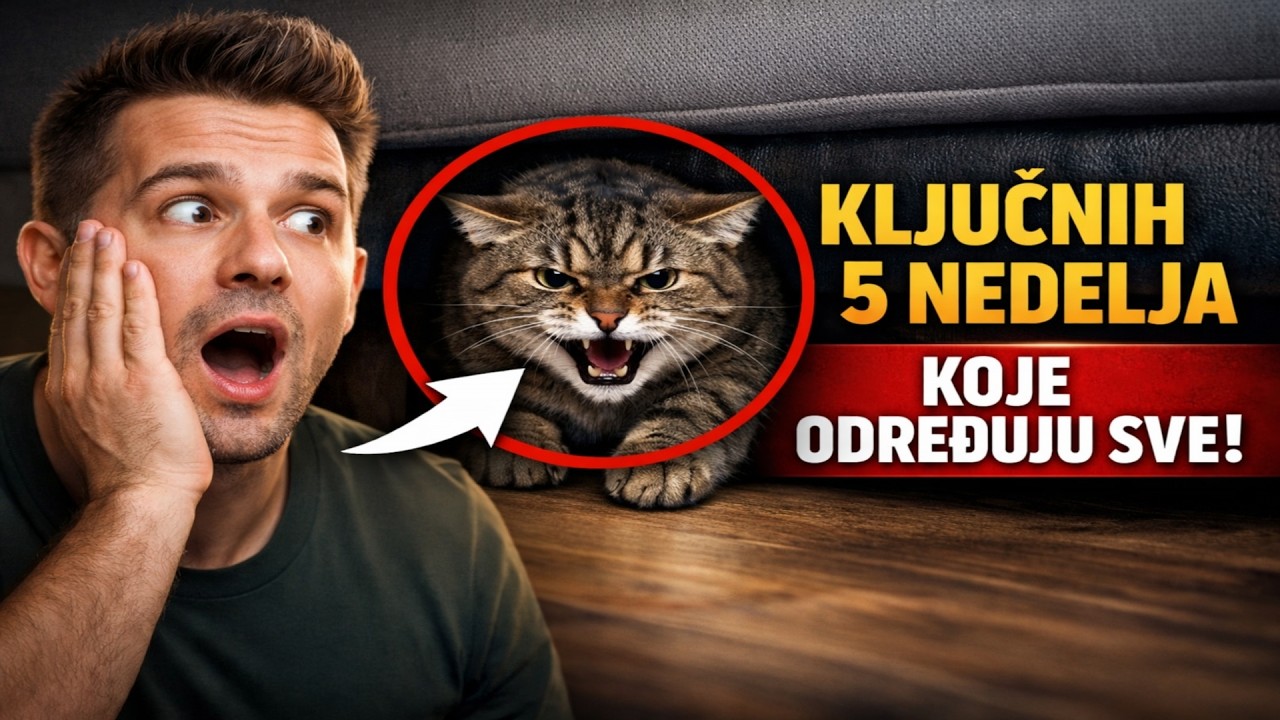 PROPUSTITE OVO i vaš mačak će vas MRZETI ZAUVEK! 🙀 Ključnih 5 nedelja koje ODREĐUJU SVE!