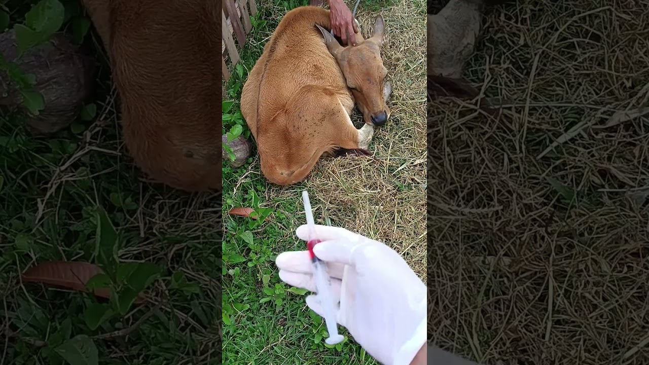 Teba #animalshorts #cow #animals #sapilembu #sapiimo